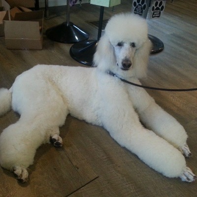 Poodle Dog Grooming